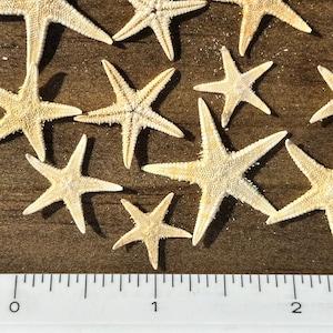 Stelle marine da 1/4" a 3/4" piccole - Piccole stelle marine sfuse - Bomboniere per matrimoni in spiaggia - Forniture artigianali - Decorazioni per la spiaggia -