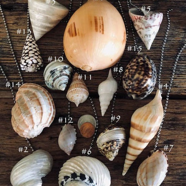 Natural Shell Ceiling Fan Pull - 15 shells to choose from!