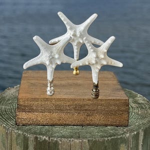 Remate de lámpara con forma de estrella de mar - Elegante estrella de mar natural blanca