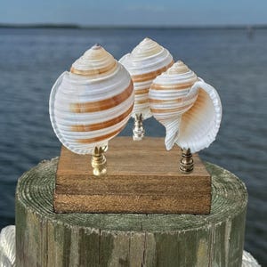 White tan banded Seashell Lamp Finial -Large tropical natural sea shell