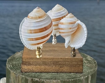 White tan banded Seashell Lamp Finial -Large tropical natural sea shell