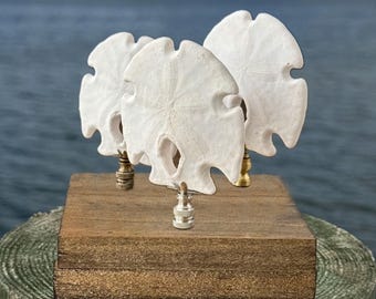 Natural Sand Dollar Lamp Finial – Tropical Beach Home Decor, Brass Base