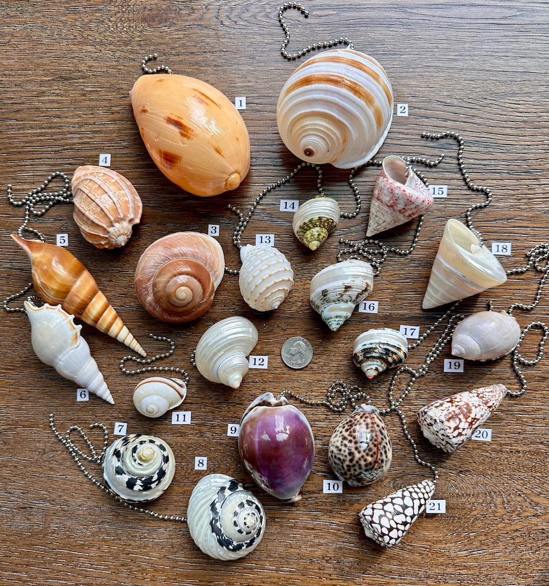 Natural Shell Ceiling Fan or Light Pull - 21 Shells to Choose From! - Etsy