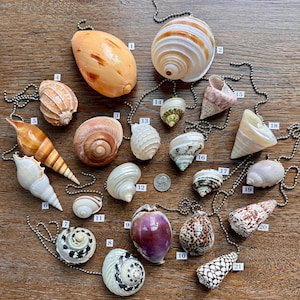 Natural Shell Ceiling Fan or Light Pull - 21 shells to choose from!