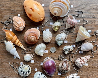 Natural Shell Ceiling Fan or Light Pull - 21 shells to choose from!