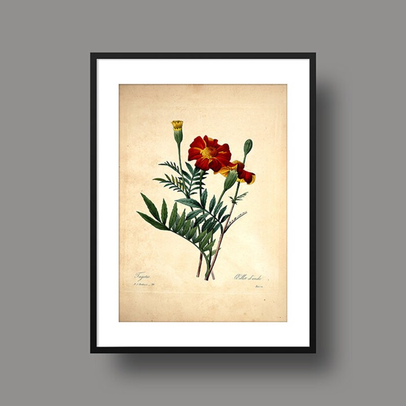 Pj Redouté Choix Des Plus Belles Fleurs Et Des Plus Beaux Fruits 1827 Digital Download 300 Dpi