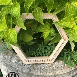 May include: A hexagonal wooden loom with metal pegs around the perimeter, sitting on a gray concrete surface. The loom is surrounded by green foliage.