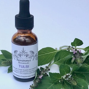 Tulsi Extrakt, Frischer Tulsi Extrakt, Heiliges Basilikum Tinktur, Ocimum Tenuiflorum~Sanctum