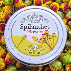 May include: A round silver tin labeled Reverence Botanicals Spilanthes Flowers with a net weight of 0.20 oz, resting on a bed of numerous small, textured yellow and red cone-shaped flowers with green stems and bases.