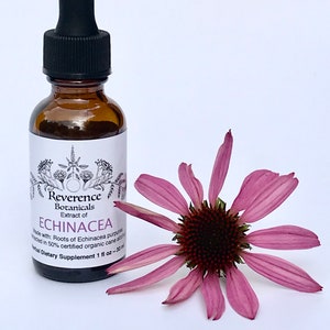 Echinacea Tincture, Fresh Echinacea root tincture, Echinacea purpurea