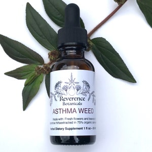 Asthma Weed, Euphorbia hirta tincture, Ayurvedic herb image 1