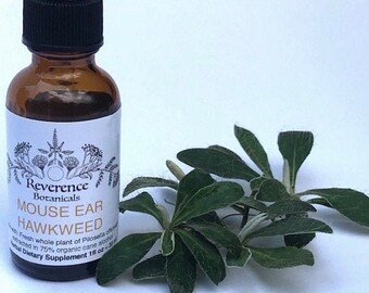 Mouse Ear Hawkweed extract, Pilosella officinarum tincture, Buhner protocol herb