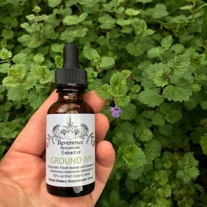 Frischer Gundermann Tinktur, Frischer Gundermann Extrakt, Glechoma hederacea