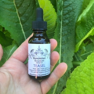 Teasel Tincture, Fresh Teasel root tincture, Dipsacus Sylvestris