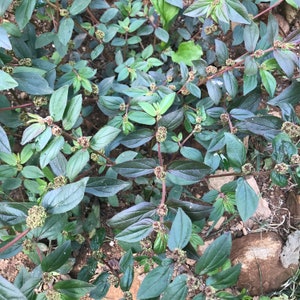 Asthma Weed, Euphorbia hirta tincture, Ayurvedic herb image 4