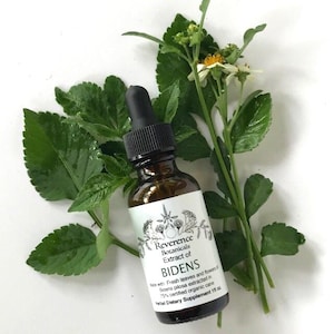 Bidens Tincture, Fresh Bidens extract, Bidens pilosa