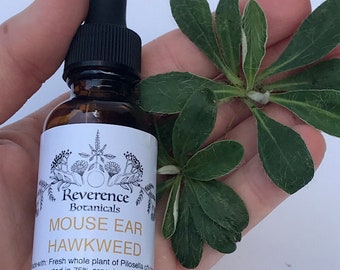 Mouse Earred Hawkweed Extract, fresh Pilosella officinarum tincture