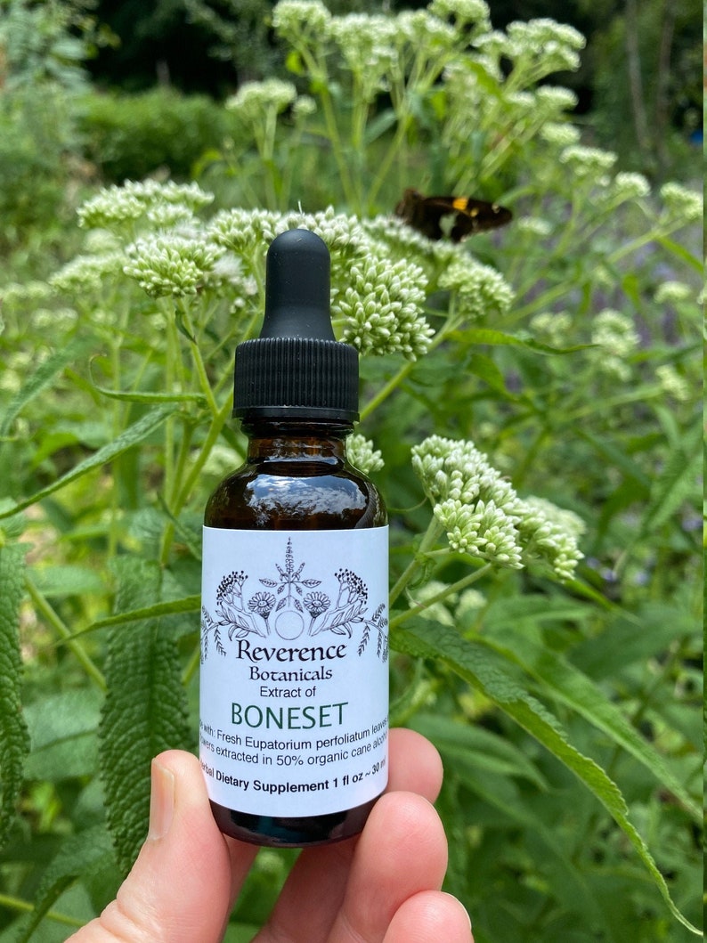 May include: A small glass bottle with a dropper, labeled "Reverence Botanicals Extract of Boneset", with the text "Fresh Eupatorium perfoliatum leaves extracted in 50% organic cane alcohol. Herbal Dietary Supplement 1 fl oz ~ 30 ml."