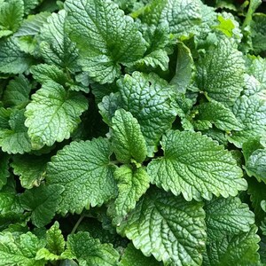 May include: Close-up of a lush green patch of lemon balm leaves.