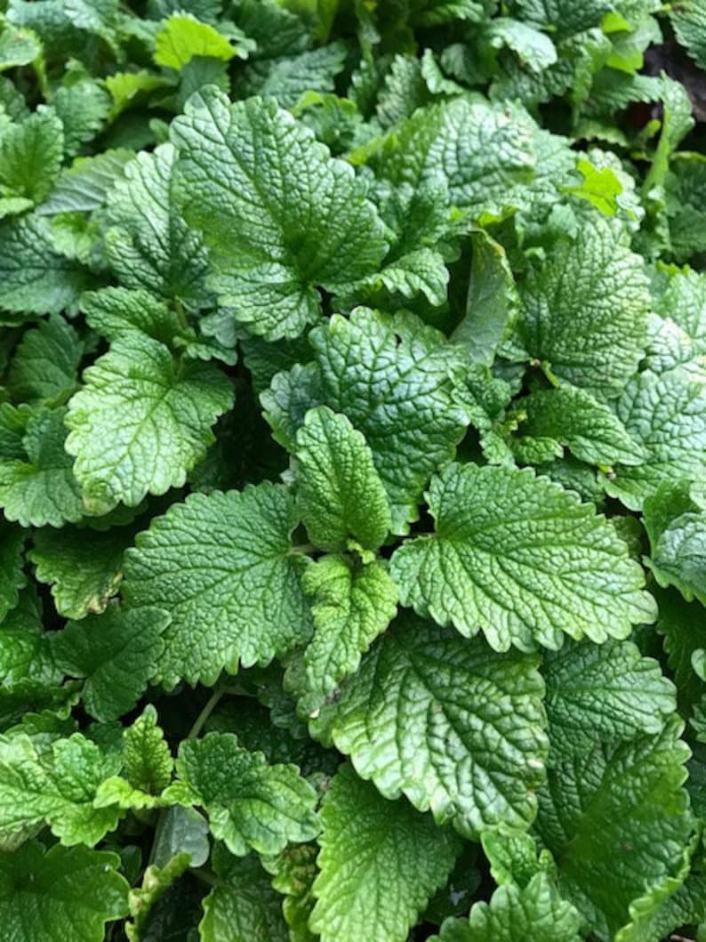 May include: Close-up of a lush green patch of lemon balm leaves.