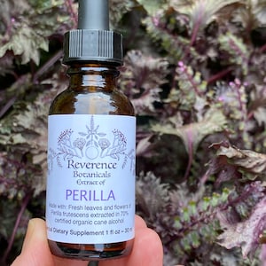 Perilla extract, Perilla tincture, Shiso extract, Fresh leaf, flower, and seed of Perilla frutescens