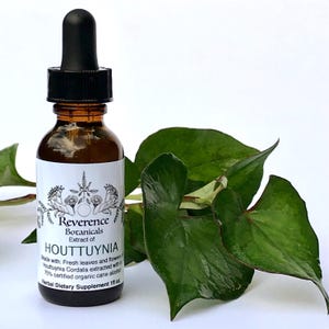 Houttuynia Tinktur, frischer Houttuynia-Extrakt, Chamäleon-Pflanze, Fischminze, Houttuynia Cordate
