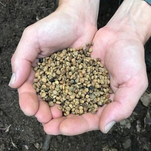 May include: A handful of light brown and tan seeds, some with darker brown spots, held in two hands.