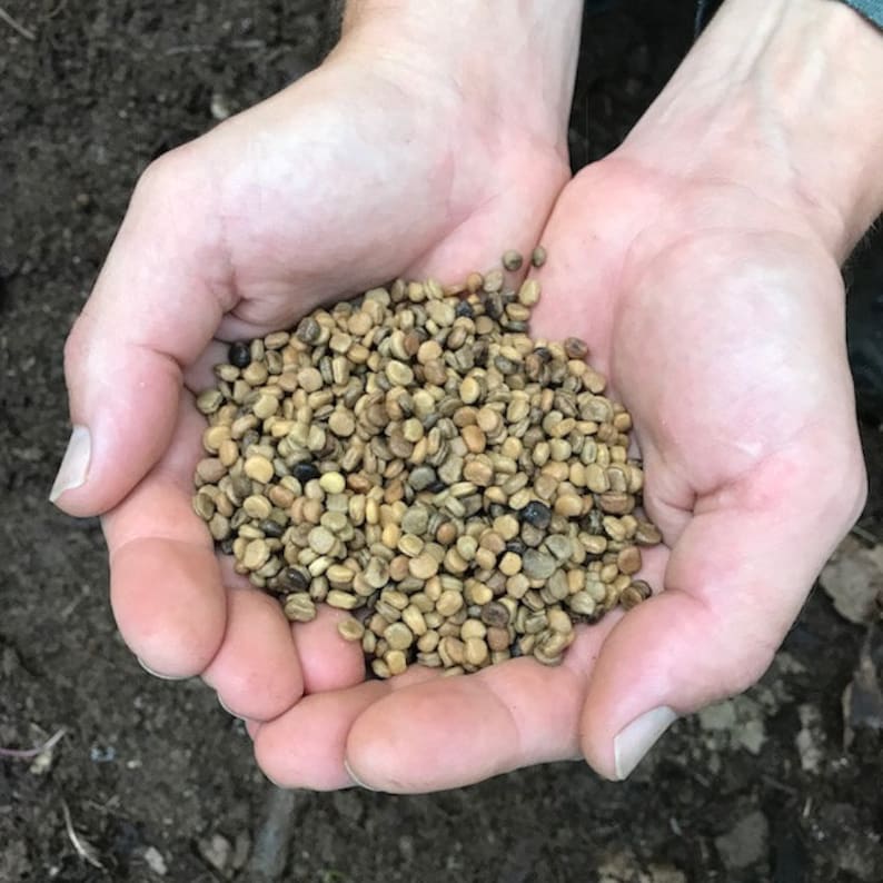 May include: A handful of light brown and tan seeds, some with darker brown spots, held in two hands.