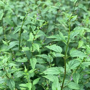May include: A close-up of a patch of green leafy plants with small purple flowers.