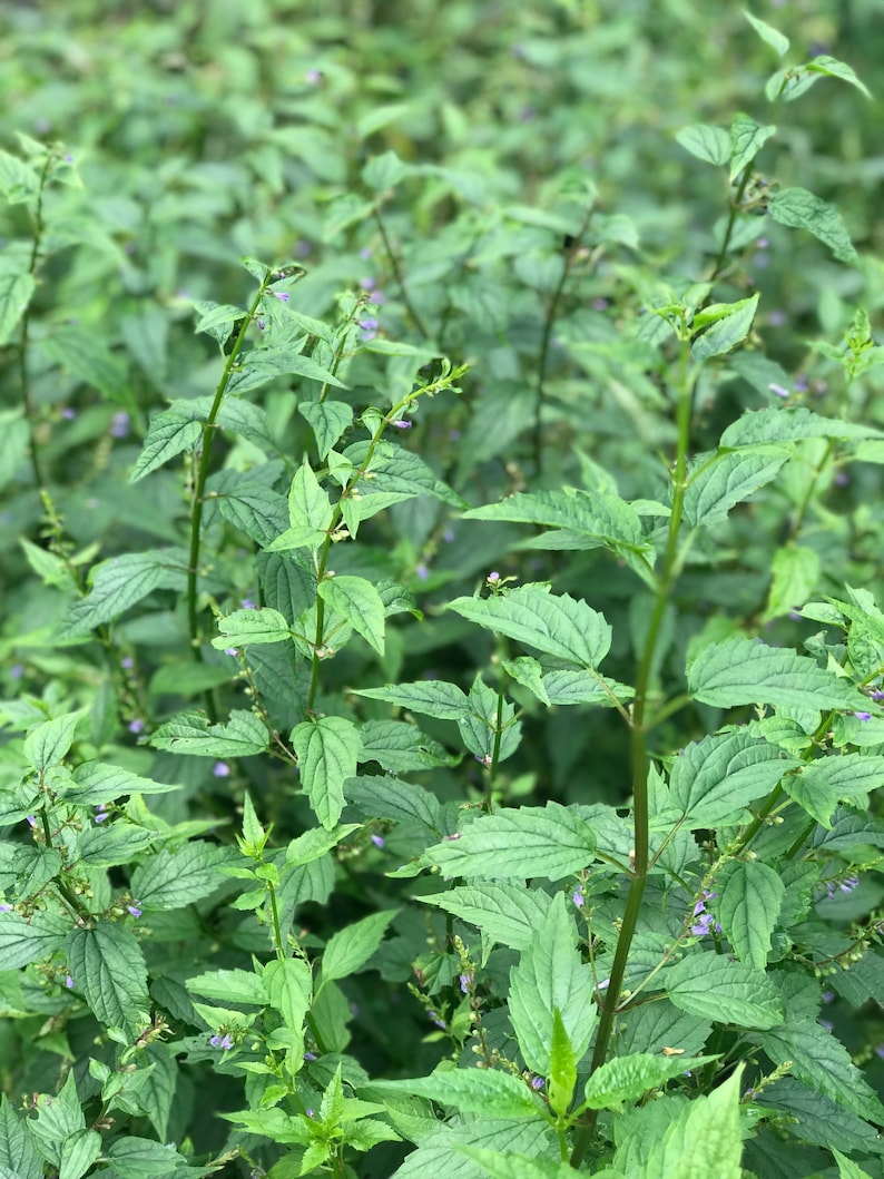 May include: A close-up of a patch of green leafy plants with small purple flowers.