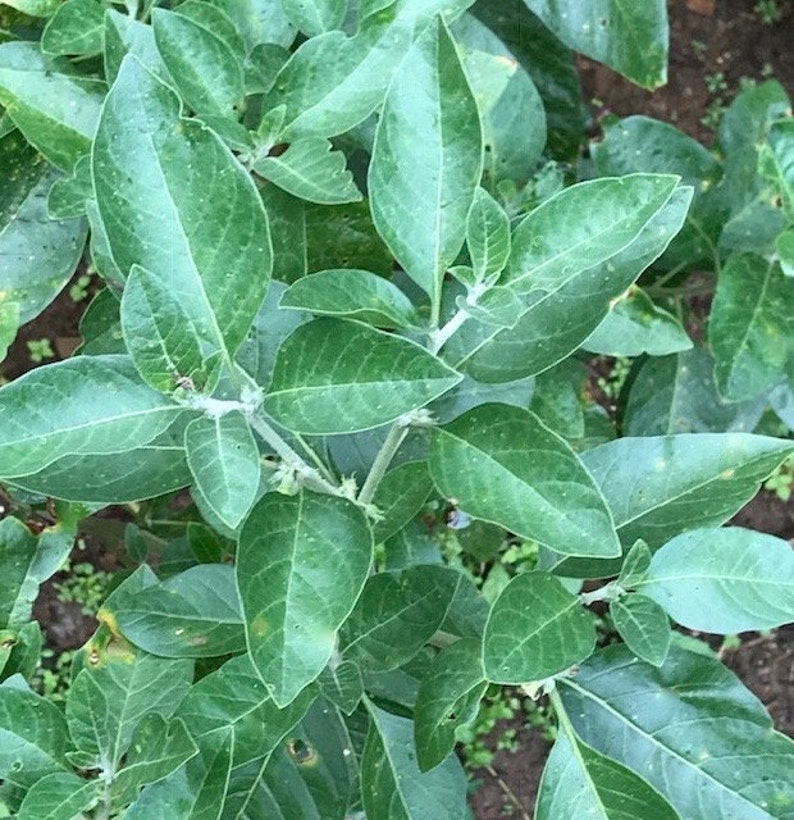 Puede incluir: Primer plano de una planta verde de hojas texturadas. Las hojas est&aacute;n dispuestas en un racimo y tienen una forma ligeramente puntiaguda.