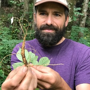 May include: A person holding a brown root with green leaves. The root has many thin, fibrous roots. The person is wearing a purple shirt and a beige baseball cap with the text "Be With The Forest" on it.