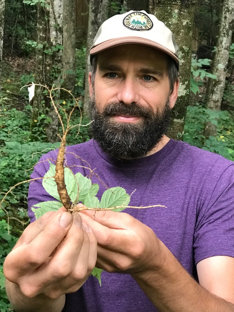 May include: A person holding a brown root with green leaves. The root has many thin, fibrous roots. The person is wearing a purple shirt and a beige baseball cap with the text "Be With The Forest" on it.