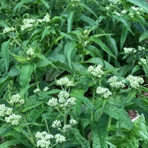 May include: A close-up of a patch of green leafy plants with small white flowers. The plants are in bloom and have a delicate, natural beauty.