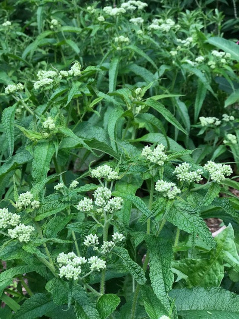 May include: A close-up of a patch of green leafy plants with small white flowers. The plants are in bloom and have a delicate, natural beauty.