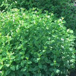 May include: A close-up view of a lush green patch of lemon balm, a type of herb with fragrant leaves. The plant is growing in a garden setting.