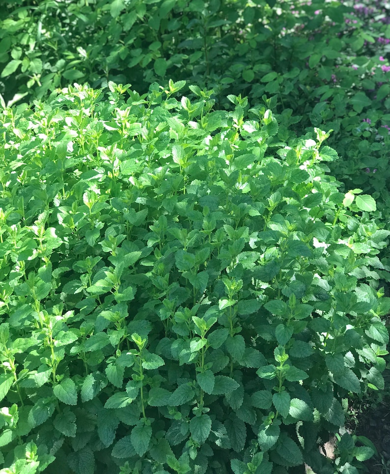May include: A close-up view of a lush green patch of lemon balm, a type of herb with fragrant leaves. The plant is growing in a garden setting.