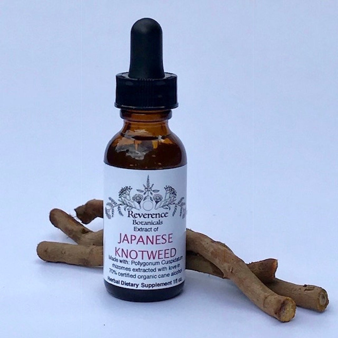 Japanese Knotweed Tincture, Fresh Japanese Knotweed Root Extract