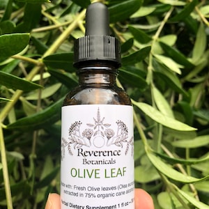 Olive leaf tincture, Olive Extract, Olea europaea