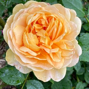 Puede incluir: Una sola rosa de color melocot&oacute;n, completamente abierta, con gotas de agua en los p&eacute;talos. La rosa est&aacute; rodeada de hojas verdes.