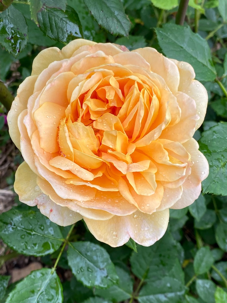 Puede incluir: Una sola rosa de color melocot&oacute;n, completamente abierta, con gotas de agua en los p&eacute;talos. La rosa est&aacute; rodeada de hojas verdes.