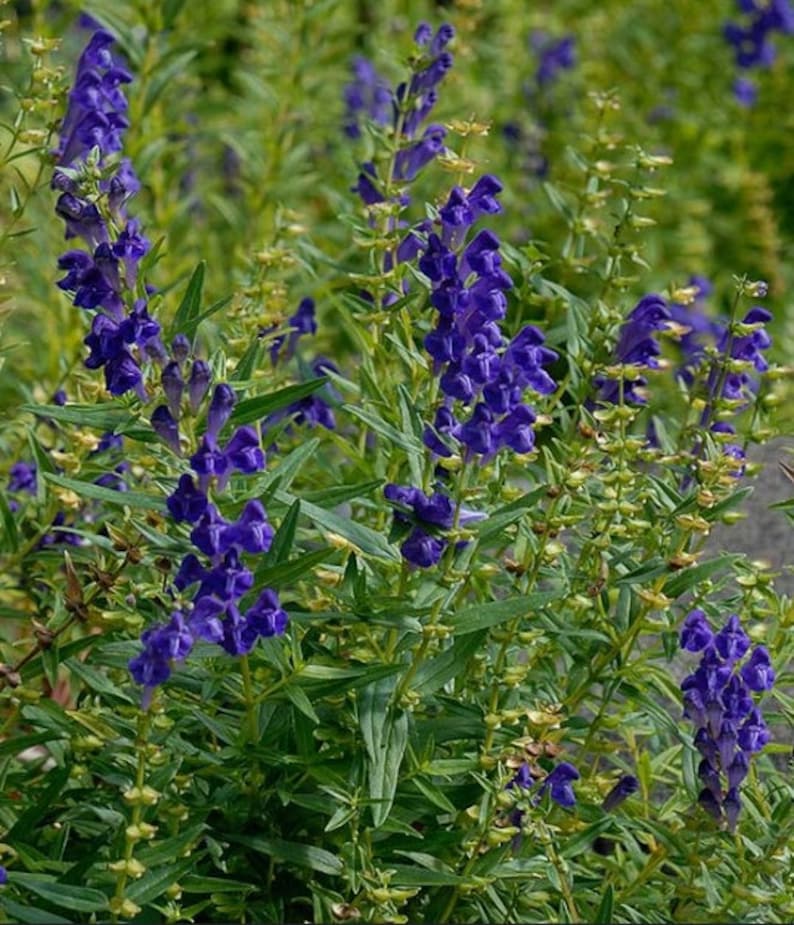 синий зверобой сканворд 5. иссоп лекарственный (синий). помидоры новинка приднестровья. Ysop. иссоп и котовник.