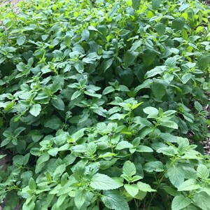 May include: A close-up view of a patch of green lemon balm plants growing in a garden.