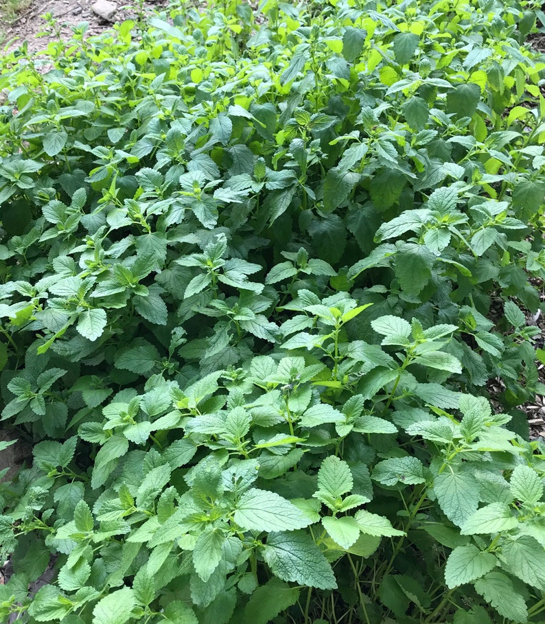 May include: A close-up view of a patch of green lemon balm plants growing in a garden.