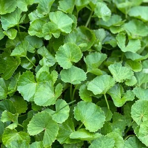 May include: A close-up view of a patch of green leaves. The leaves are round and have a scalloped edge. The leaves are arranged in a dense cluster.