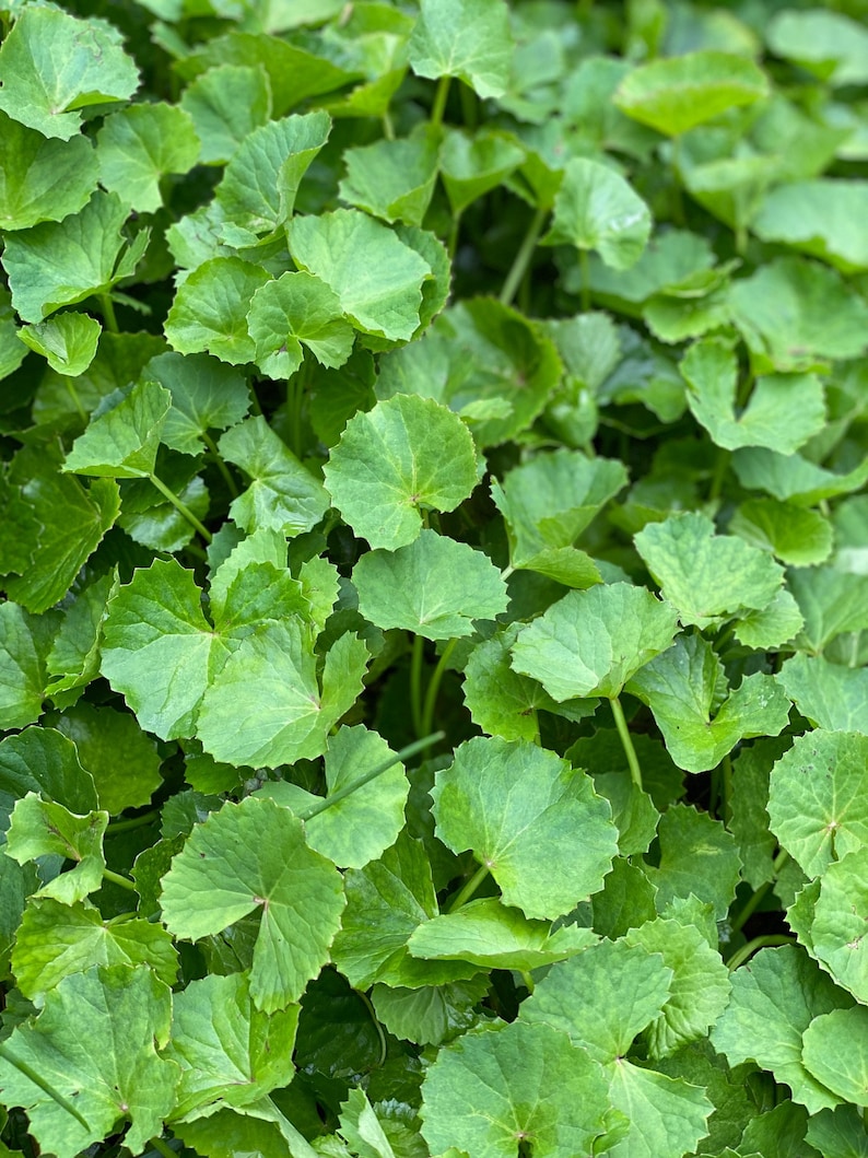 May include: A close-up view of a patch of green leaves. The leaves are round and have a scalloped edge. The leaves are arranged in a dense cluster.
