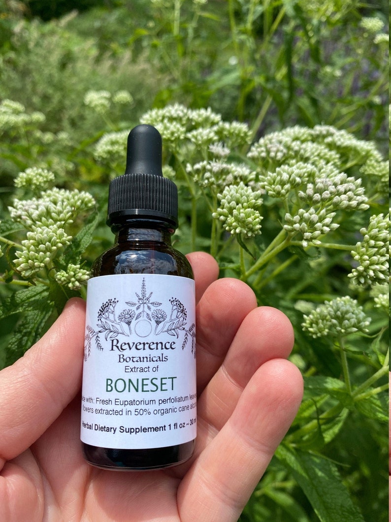 May include: A glass bottle with a black dropper top and a white label. The label reads "Reverence Botanicals Extract of Boneset with: Fresh Eupatorium perfoliatum leaves extracted in 50% organic cane alcohol. Herbal Dietary Supplement 1 fl oz ~ 30 ml."