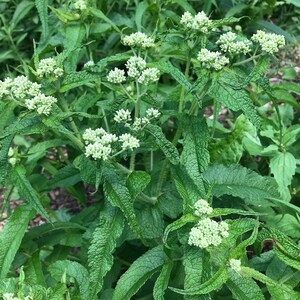 May include: A close-up of a green plant with white flowers. The plant has large, serrated leaves and the flowers are clustered together in small groups.