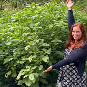 Puede incluir: Una mujer se encuentra de pie en un campo de plantas verdes altas, con el brazo derecho levantado en el aire. Lleva una camisa negra de manga larga y un vestido floral blanco y negro.