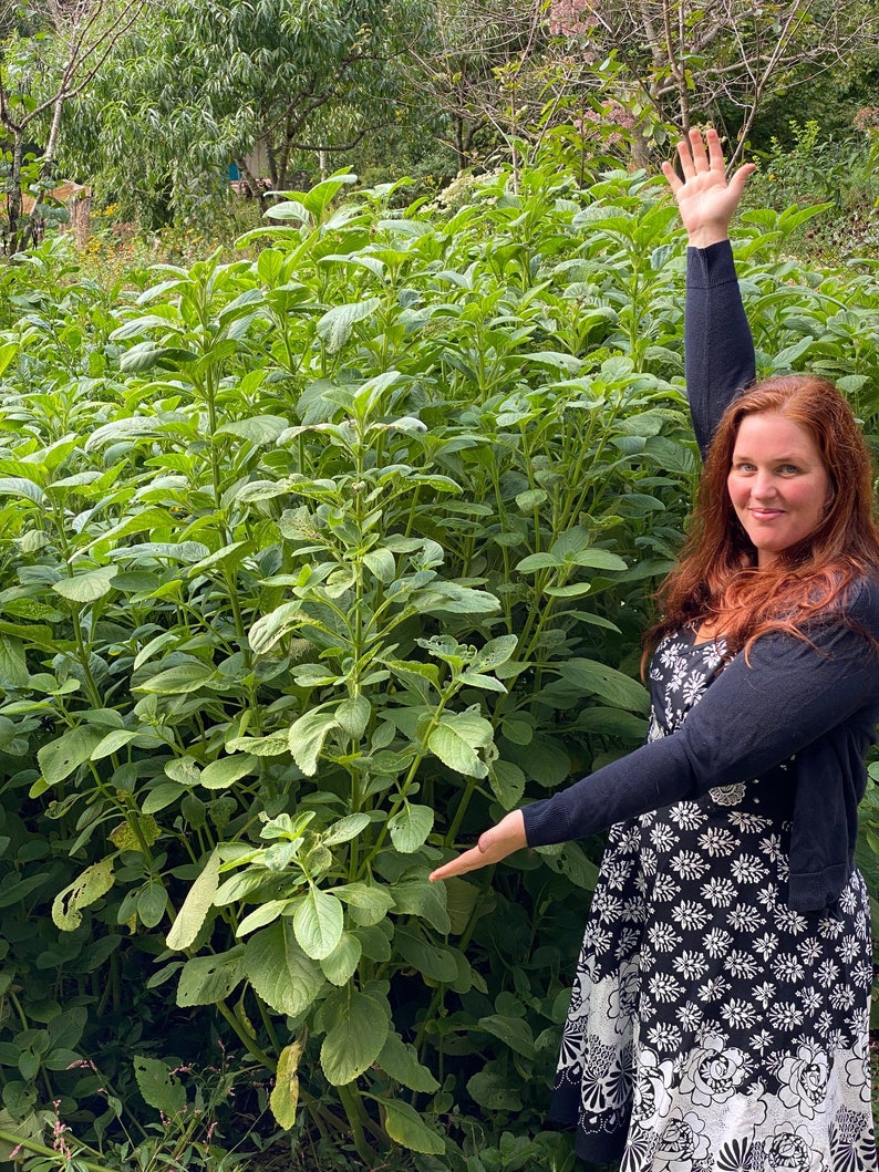 Puede incluir: Una mujer se encuentra de pie en un campo de plantas verdes altas, con el brazo derecho levantado en el aire. Lleva una camisa negra de manga larga y un vestido floral blanco y negro.